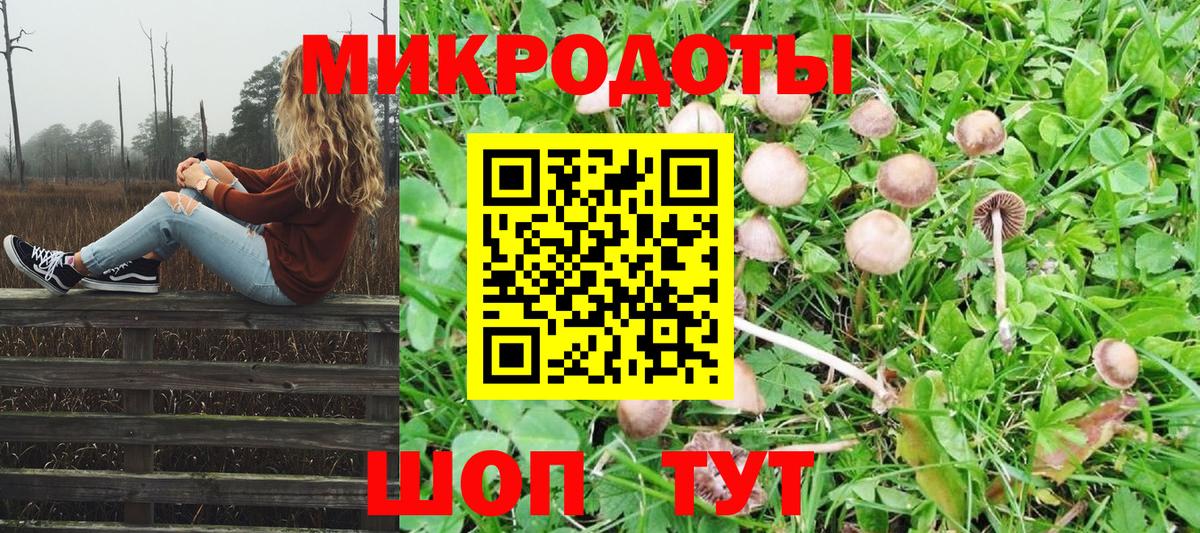 Псилоцибиновые грибы Psilocybe Коряжма