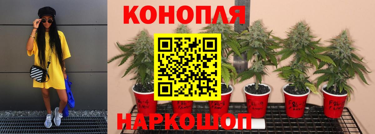 МАРИХУАНА сатива Коряжма